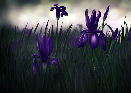 Iris - Digital Painting