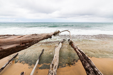 Fallen tree branches in beach