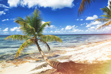 Tropical white sandy beach with palm trees. Saona Island, Dominican Republic