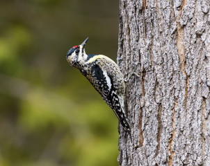 Female Yellow-bellied Sapsucker