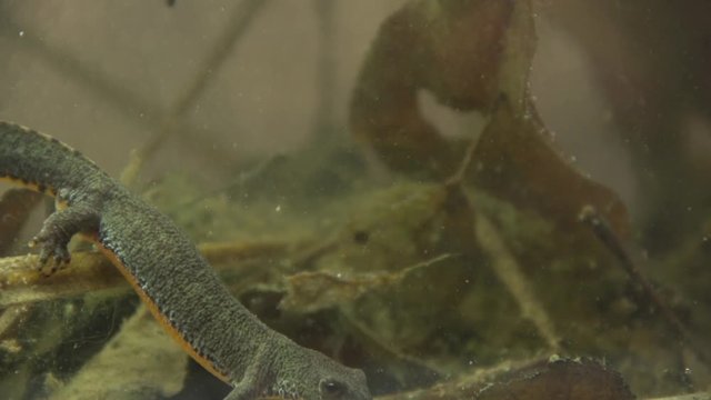 Alpine newt in a pond 