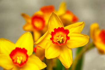 Obraz na płótnie Canvas Flower narcissus close-up. Background of flowers