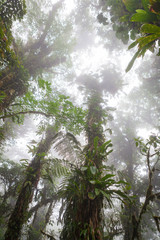 Looking up in foggy rainforest