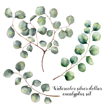 Watercolor set with silver dollar eucalyptus. Hand painted floral illustration with round leaves and branches isolatedon white background. For design, print and fabric