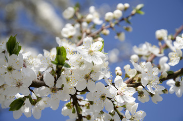 Blossoming tree branch against the blue sky