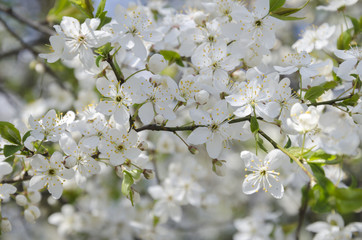 Obraz premium Flowering branch of a tree