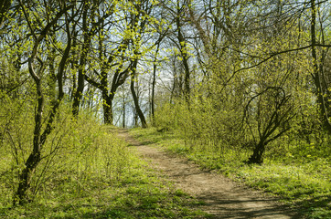Naklejka premium Path to the beautiful spring forest