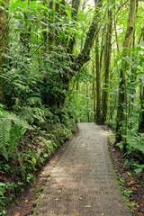 Stone path in rainforest Monteverde Costa Rica