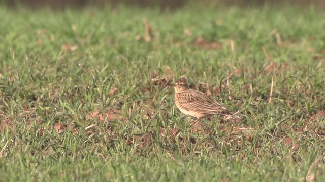 skylark - Alauda arvensis - in springtime