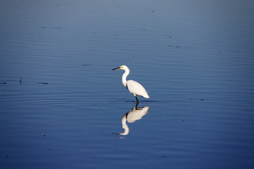 Great Crane Relfected in Water