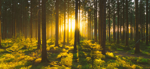 Silent Forest in spring with beautiful bright sun rays