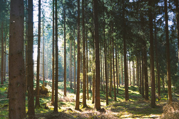 Silent Forest in spring with beautiful bright sun rays