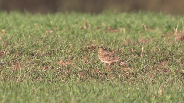 skylark - Alauda arvensis - in springtime