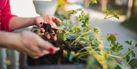 Pair of female hands planting flower in some soil