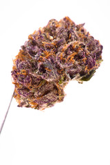 Close up of XXX indica strain prescription medical marijuana bud