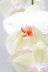 Naklejka na ściany i meble Extreme close up shot of Orchid flowers
