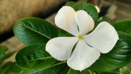 Obraz premium White flower, background white flower