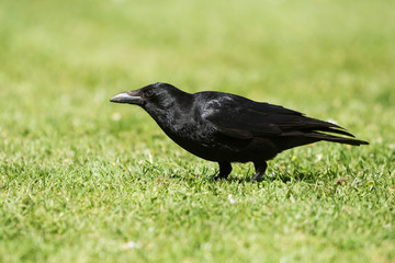 Carrion Crow, Crow, Corvus Corone