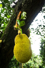 jackfruit with leaf still hanging on the tree photo taken in Jakarta Indonesia