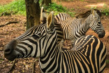 Fototapeta na wymiar two beautiful Zebra with black and white striped standing near a tree photo taken in Ragunan zoo Jakarta Indonesia