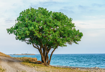 Fototapeta na wymiar Lone green terebinth tree with spreading branches and multiple trunks on Black Sea stony shore at Anapa resort, Russia, at summer. Scenic seaside landscape