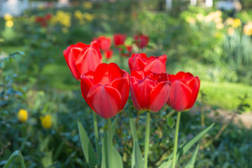 Intensiv leuchtende rote Tulpen im direkten Sonnenlicht vor dem Hintergrund eines blühenden Gartens