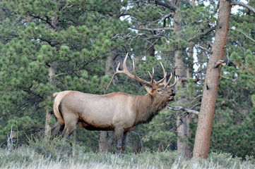 North American Elk Bugling in Trees