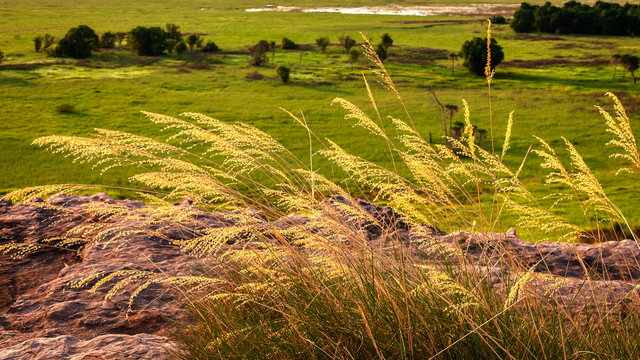 Golden grasses over the floodplains at the beginning of the dry season in Kakadu National Park, Northern territory, Australia.