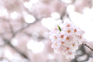 Japanese cherry blossom tree background