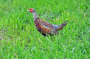 Young Ring-necked Pheasant in Grass