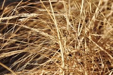 Dry Grass