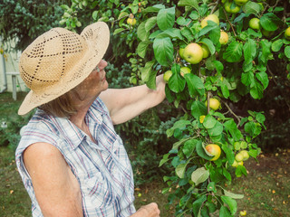 Pensioner is looking at her apples in her garden