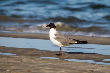 Side view of a laughing gull (Leucophaeus atricilla) on a beach at the shoreline.  