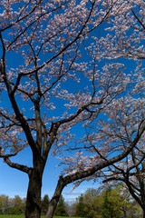 青空を桜色に染めて