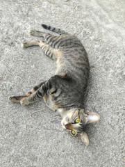 Lazy Tabby cat  on the floor