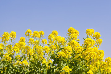 Obraz premium 菜の花