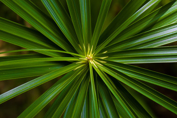 Fototapeta premium abstract. GREEN LEAVES
