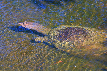 Turle