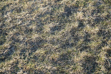 Naklejka na ściany i meble dry grass on lawn in winter as nature background