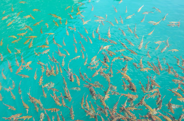 Fototapeta na wymiar Top view group of fish in clear water pond at Ratchaprapa Dam in Thailand, prey food or survive animal concept