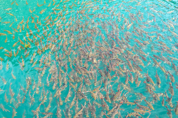 Top view group of fish in clear water pond at Ratchaprapa Dam in Thailand, prey food or survive animal concept