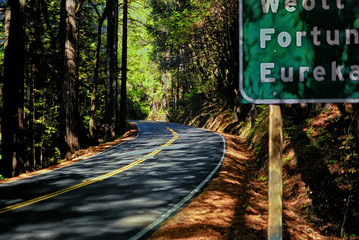 A road through the California Redwoods