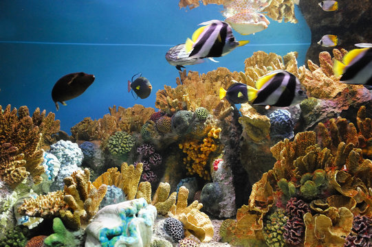Fototapeta colorful coral reef underwater and fish
