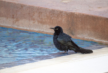 Blackbird in the pool
