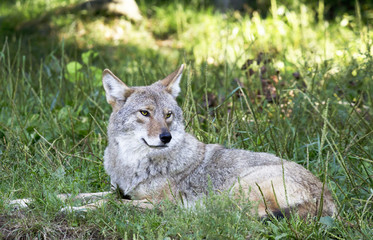 Obraz premium Coyote laying in the grass