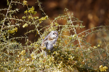 Desert Chipmunk
