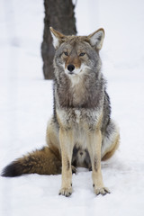 Naklejka na ściany i meble Coyote sitting in the snow