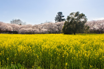 2017年4月7日埼玉県幸手市権現堂堤