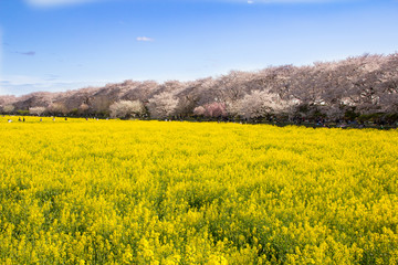 Fototapeta premium 7 kwietnia 2017 r. Gongendo Tsutsumi, Kote City, Prefektura Saitama