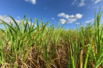 Sugar Cane Harvest